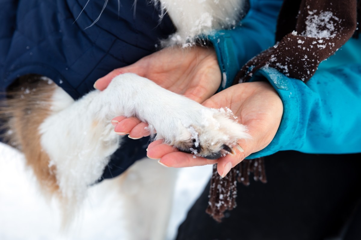 Schneeklumpen im Hundefell entfernen
