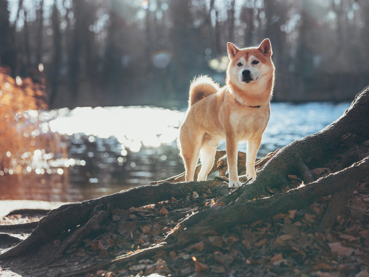 Shiba Inu: Alles, was du über diese japanische Hunderasse wissen musst