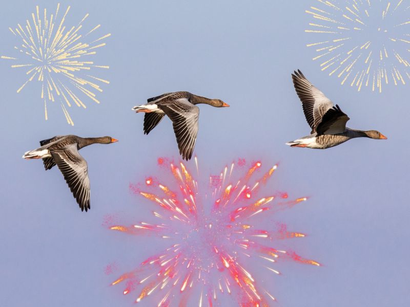 Silvester Feuerwerk Vögel Wildgänse fliegen weg