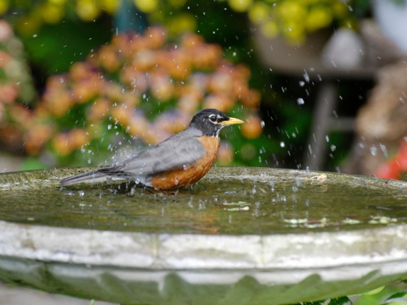 Vogeltränke