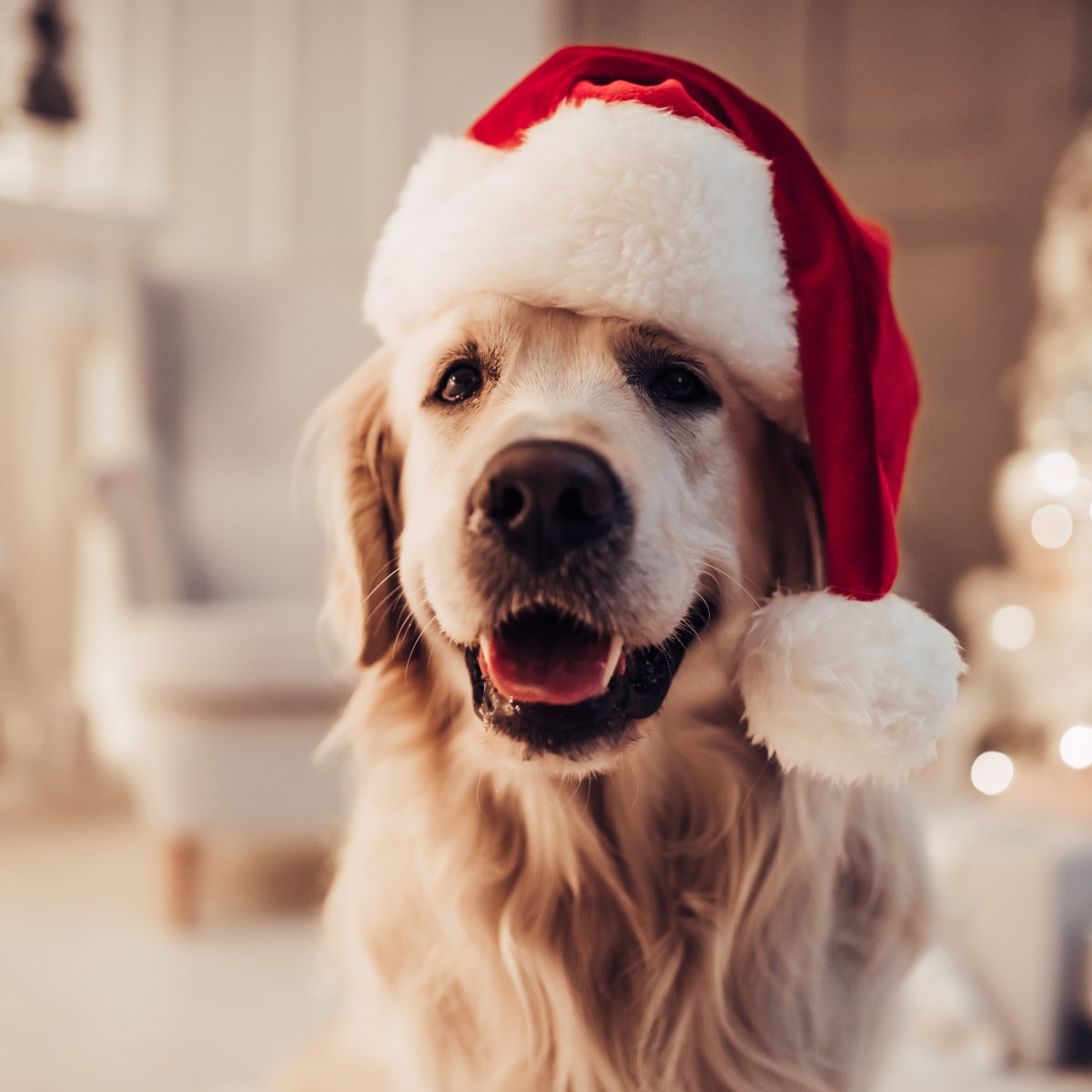 Weihnachten mit dem Hund: So wird es besonders stressfrei