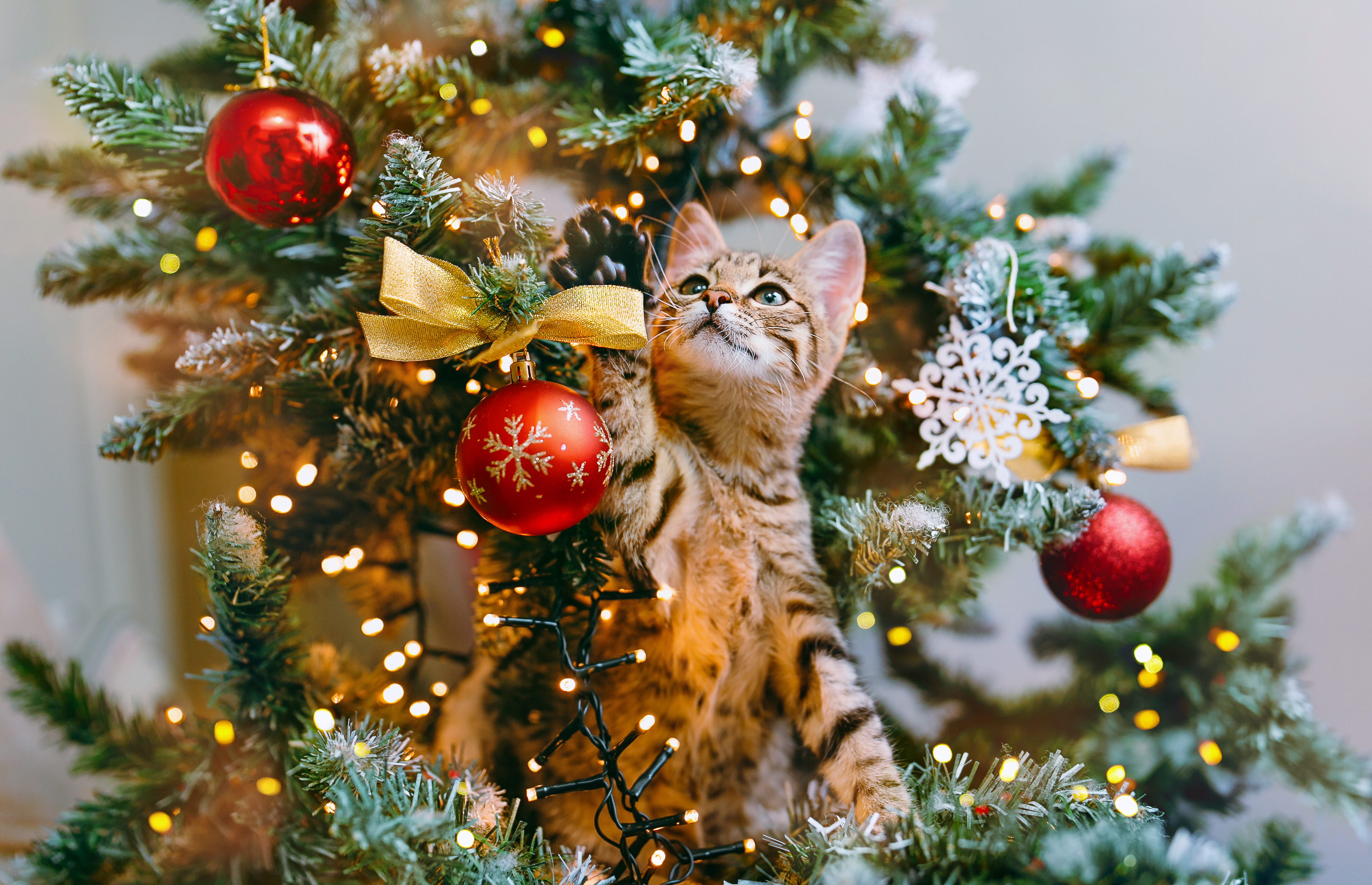 Weihnachtsbaum katzensicher machen: Die 5 besten Tipps