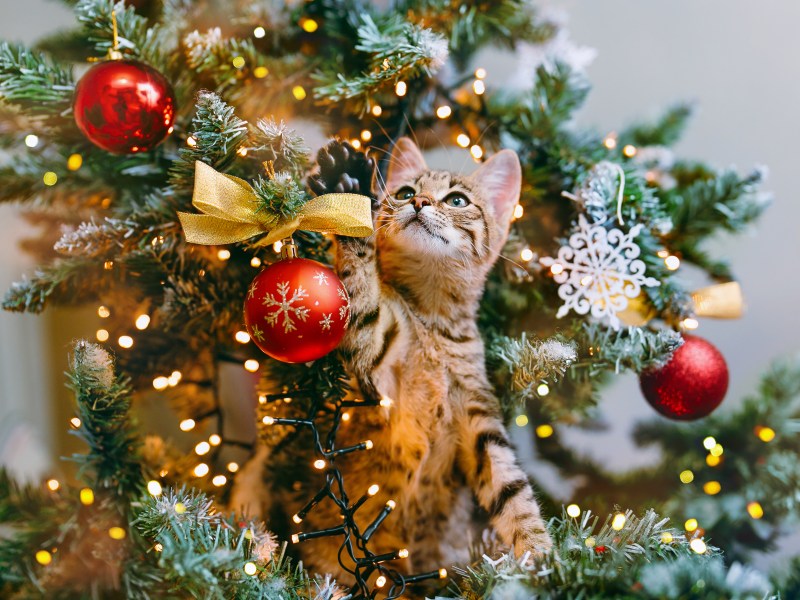 Weihnachtsbaum katzensicher