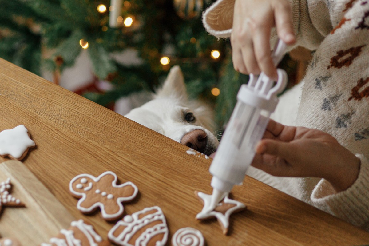 Weihnachtskekse für Hunde