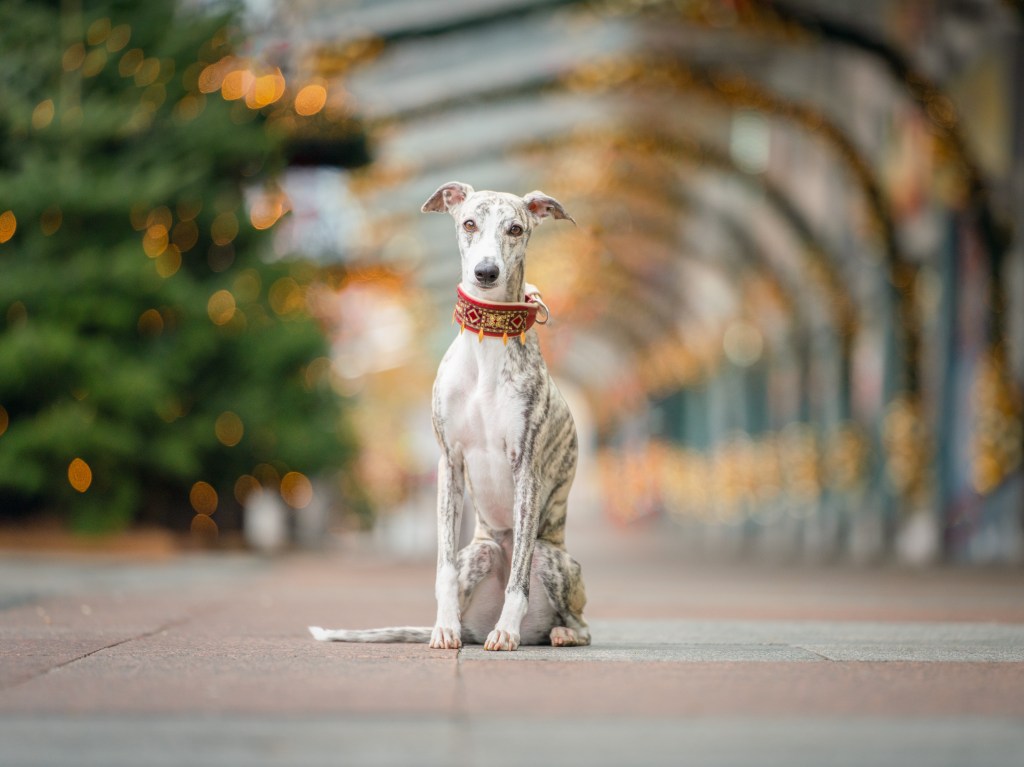 Hund auf dem Weihnachtsmarkt