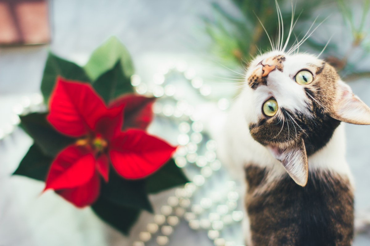 Weihnachtsstern giftig für Katzen