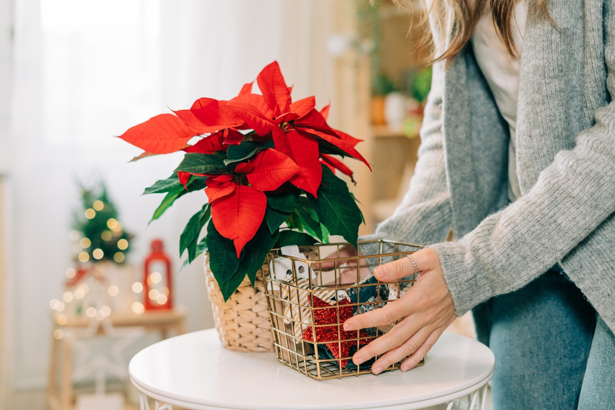 Frau mit Weihnachtsstern