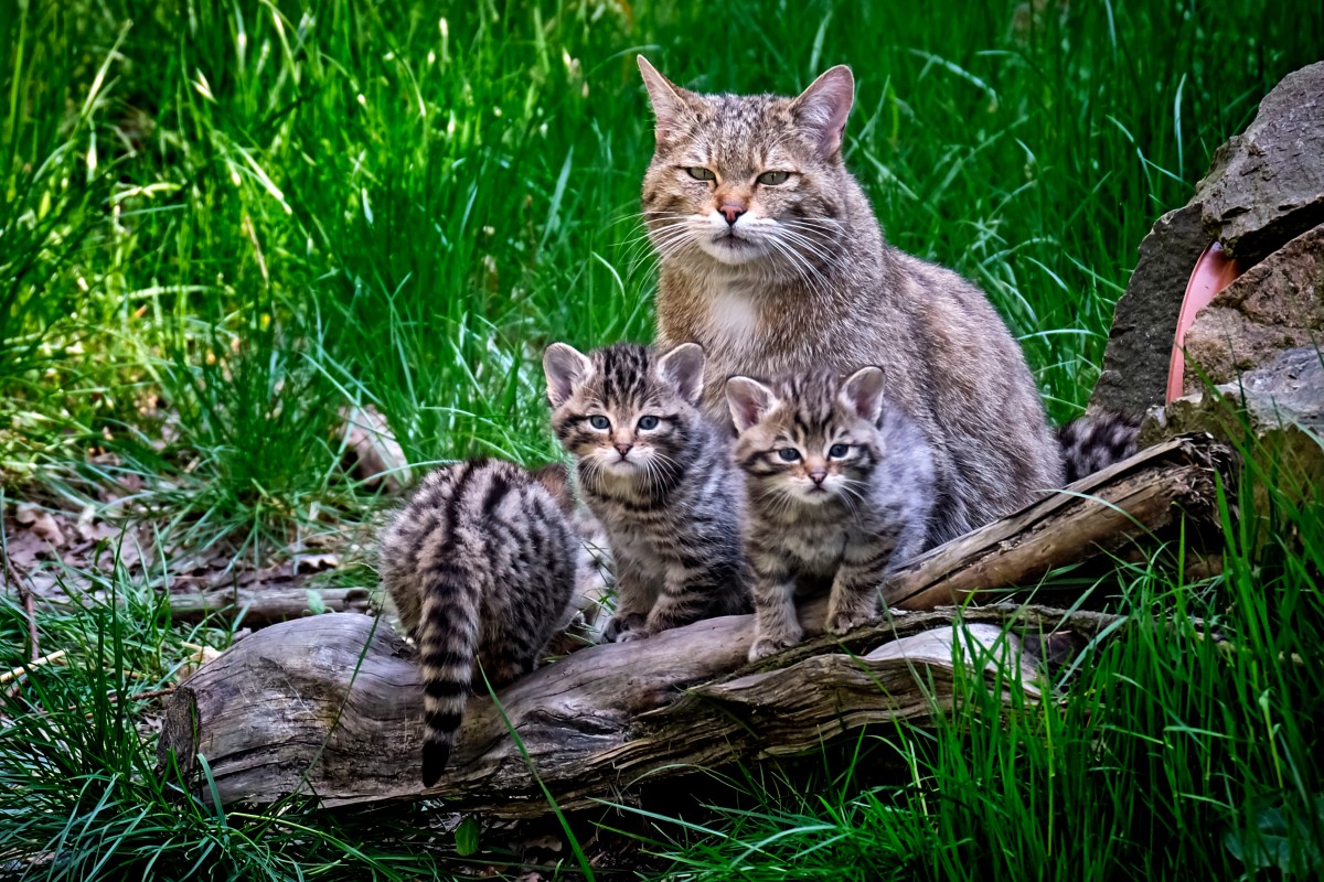 Wildkatzen mit Nachwuchs in Deutschland