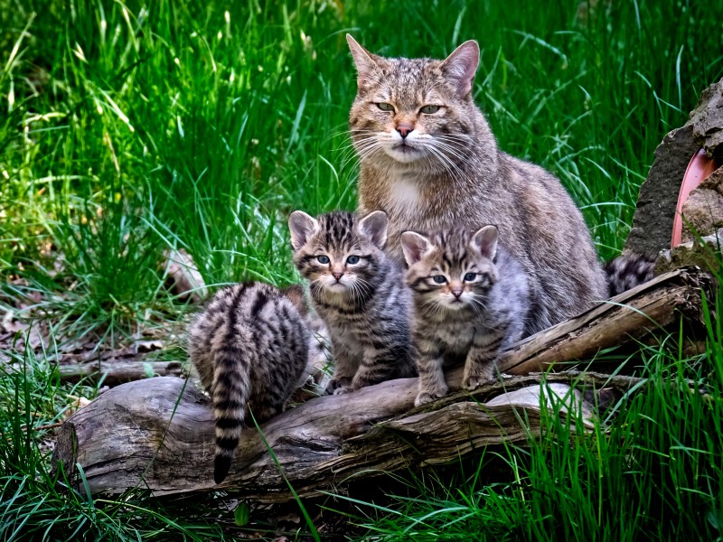 Wildkatzen mit Nachwuchs in Deutschland
