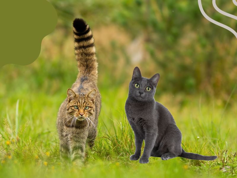 Collage Wildkatze Hauskatze
