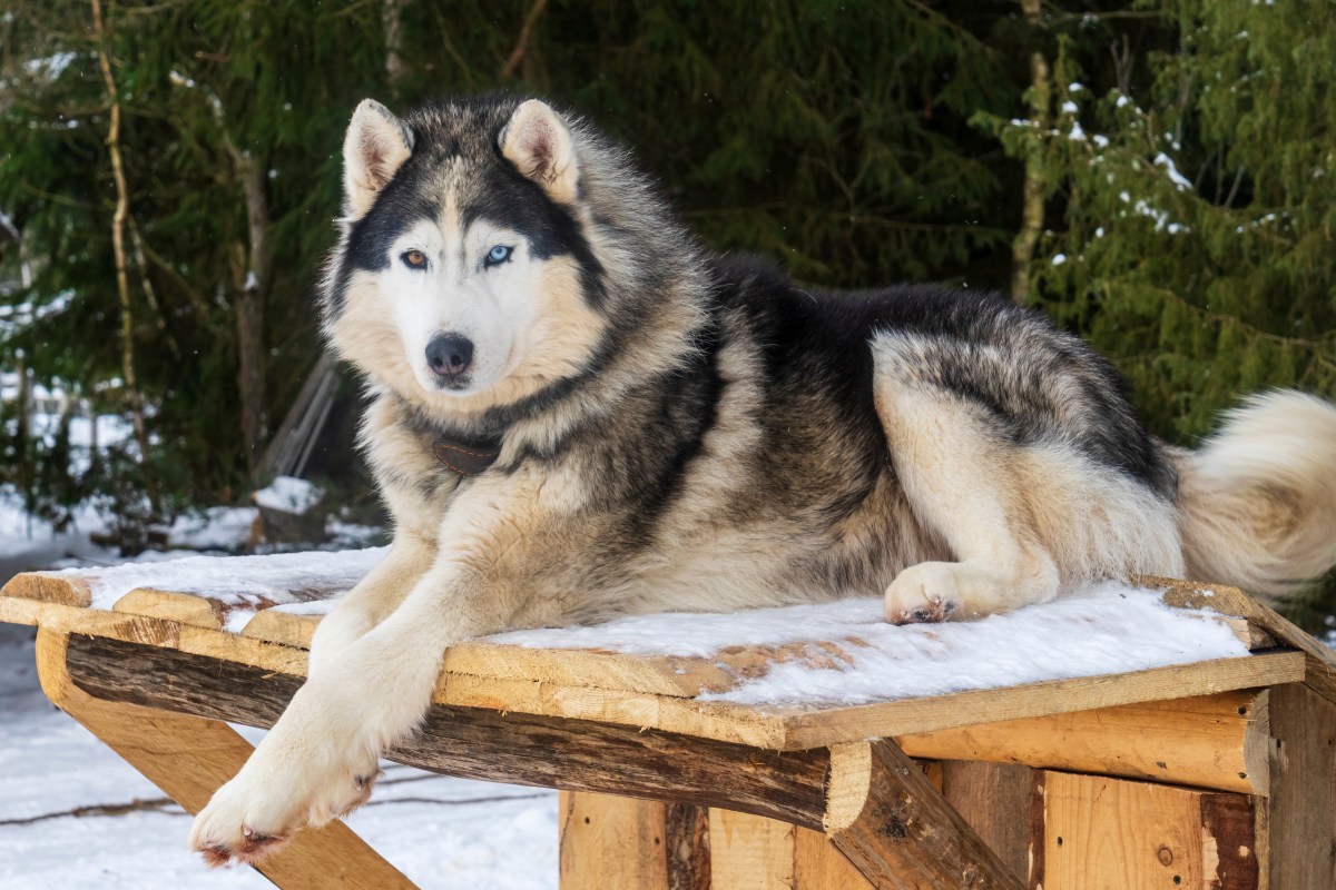 Alaskan Malamute