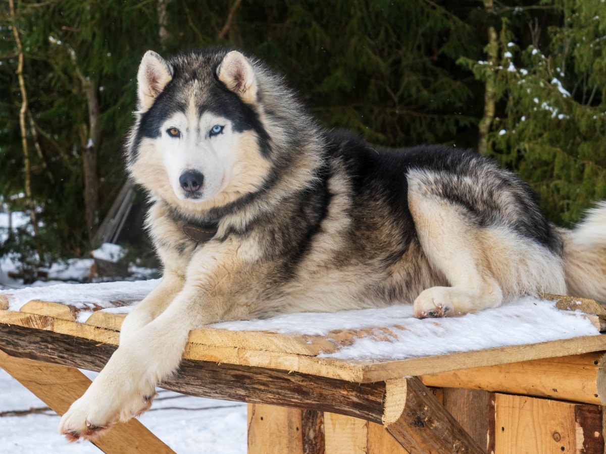 Alaskan Malamute: Alles, was du über diese beeindruckende Hunderasse wissen musst