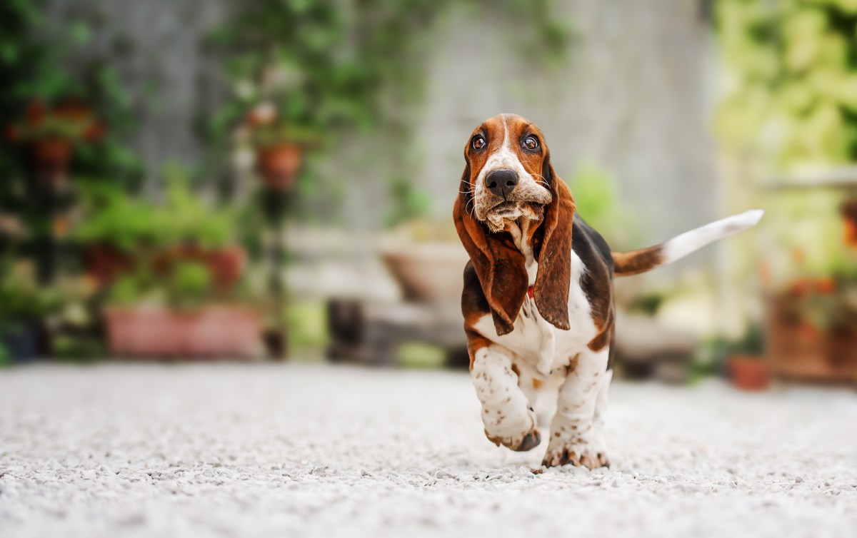 Basset Hound