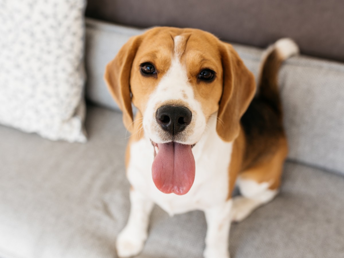 Ist der Beagle wirklich der perfekte Familienhund?