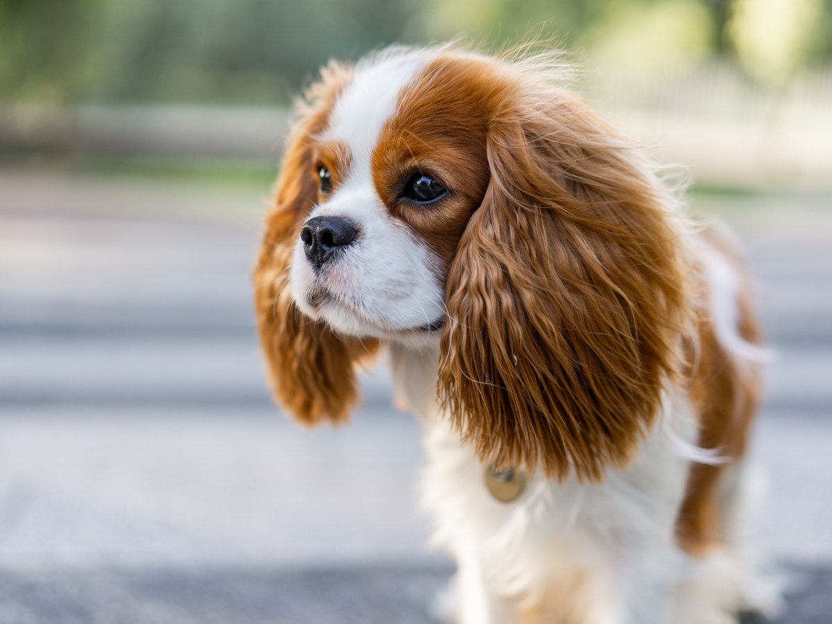 Cavalier King Charles Spaniel: Ein freundlicher und anhänglicher Begleiter