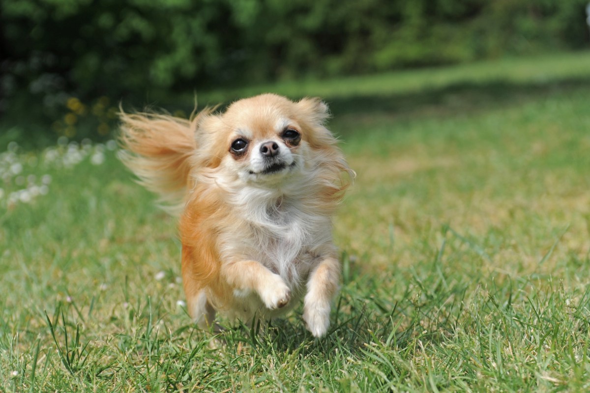 Chihuahua rennt auf der Wiese.