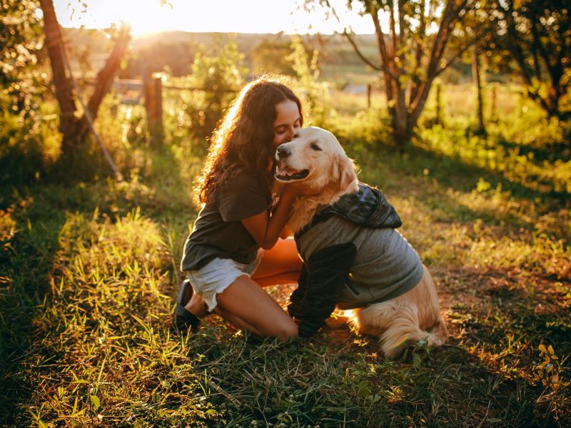 Golden Retriever