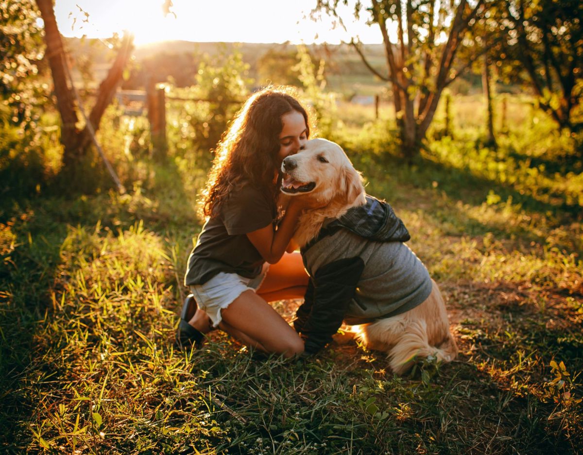 Golden Retriever