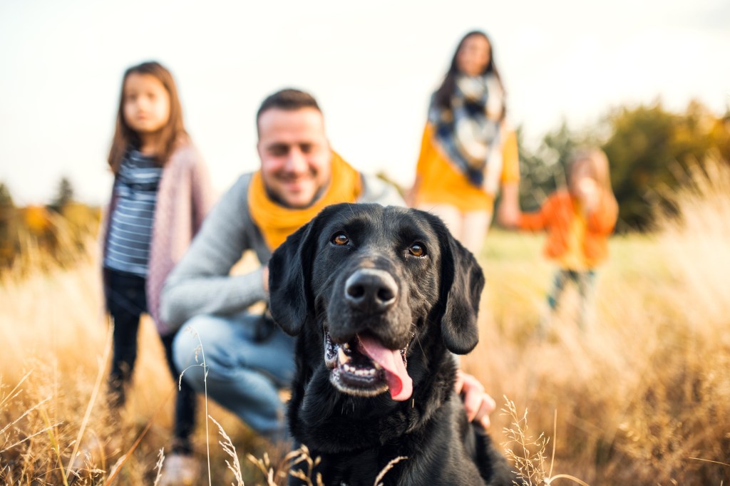 Familien Hund