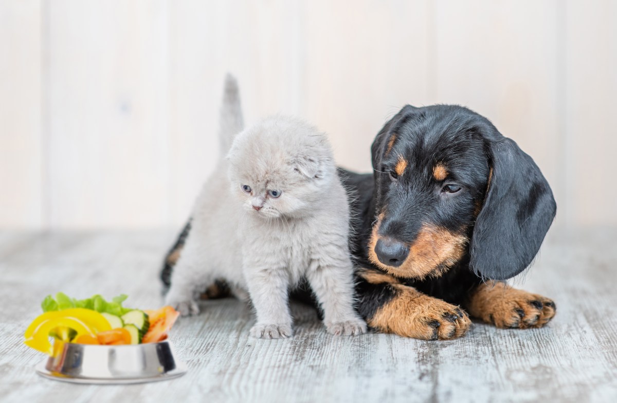 Food Trends Hund Katze Haustiere am Napf fressen