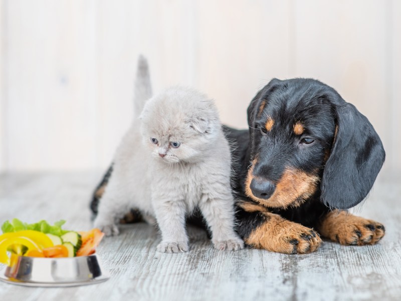 Food Trends Hund Katze Haustiere am Napf fressen
