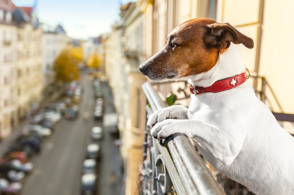Hund auf dem Balkon
