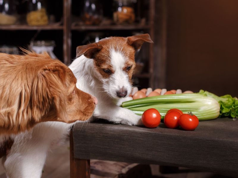 Hund Gemüse