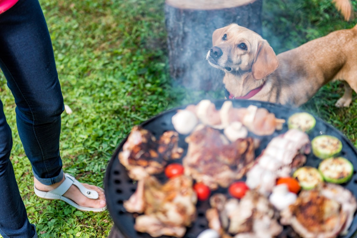 Hund bettelt nach Grillfleisch