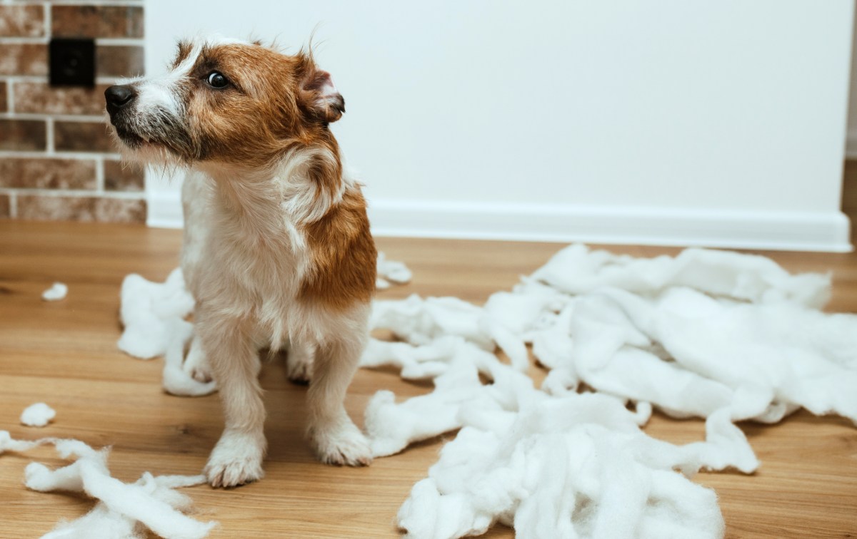 Hund mit zerrissenem Papier