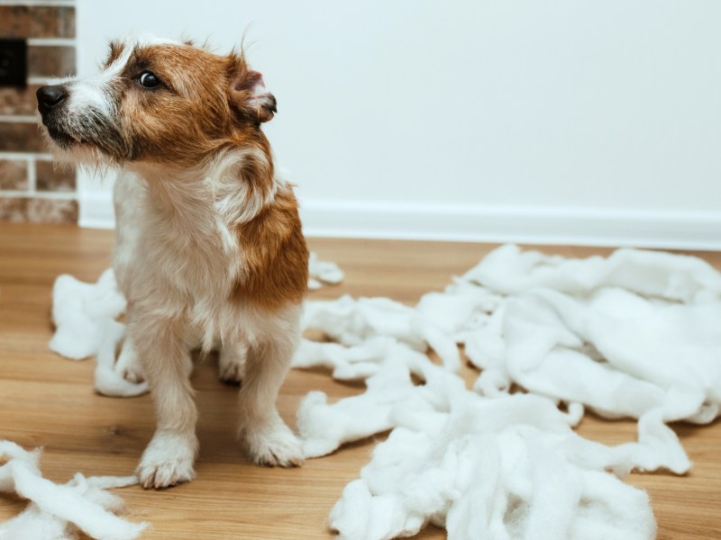 Hund mit zerrissenem Papier