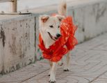 Hund beim Karneval