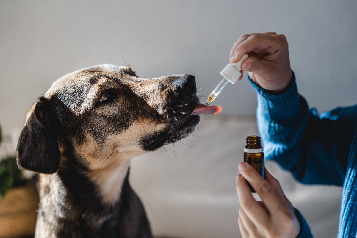 Hund bekommt Tiermedikamente