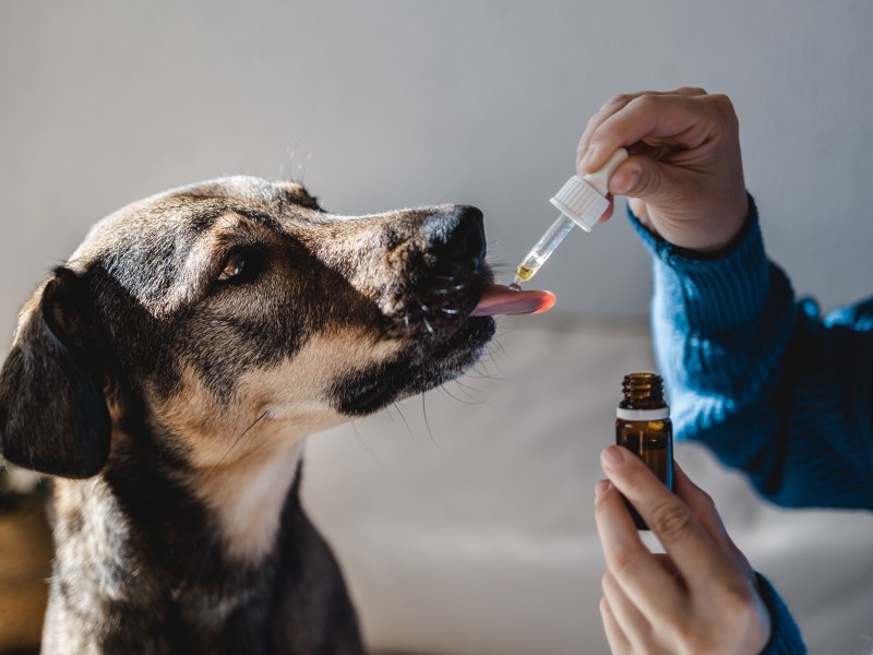 Hund bekommt Tiermedikamente