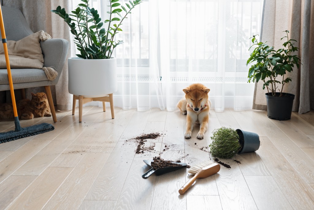 Hund mit einer umgefallenen Pflanze