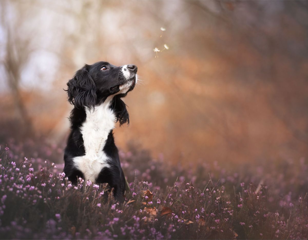 Hund mit Pollen