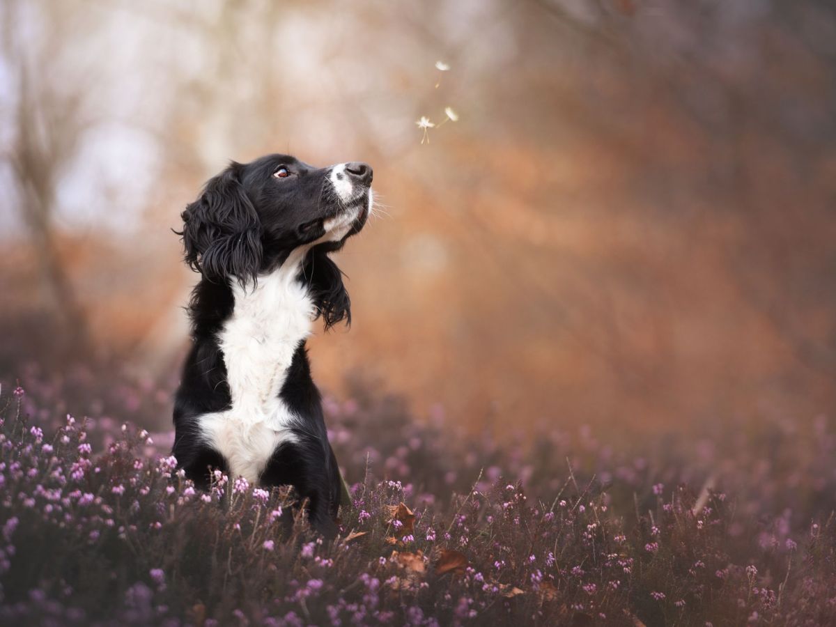 Pollenallergie beim Hund: Diese Symptome solltest du kennen