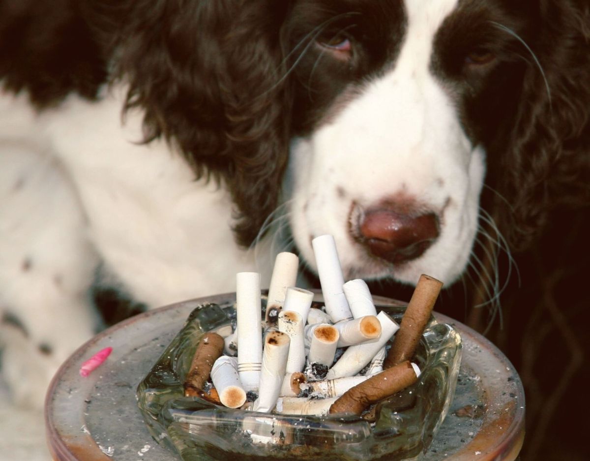 Hund mit Zigaretten