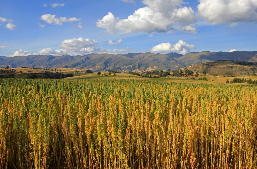 Eine Quinoa-Anbaustätte in den peruanischen Anden.