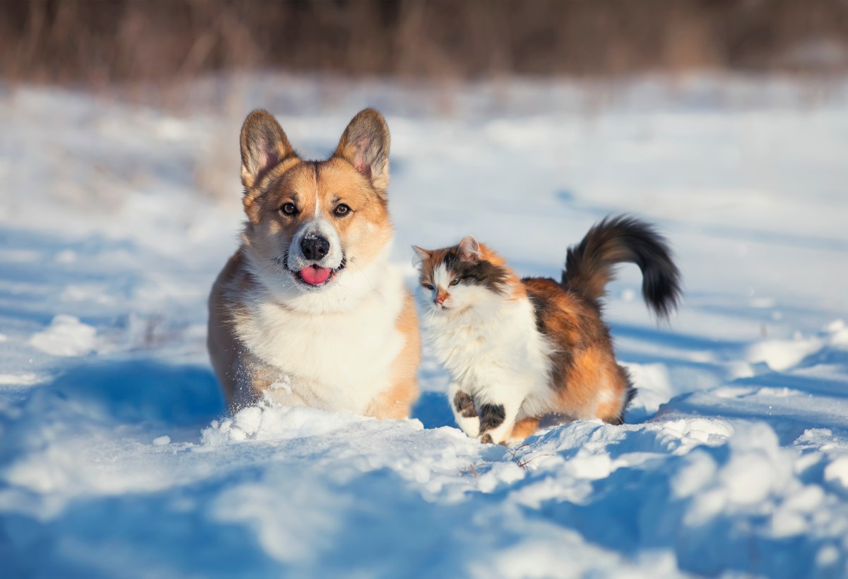 Hund und Katze draußen halten im Schnee im Winter