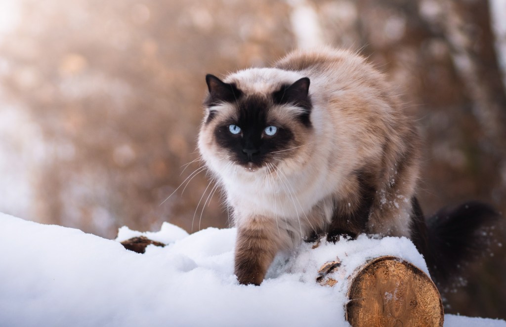 Katze im Winter draußen im Schnee