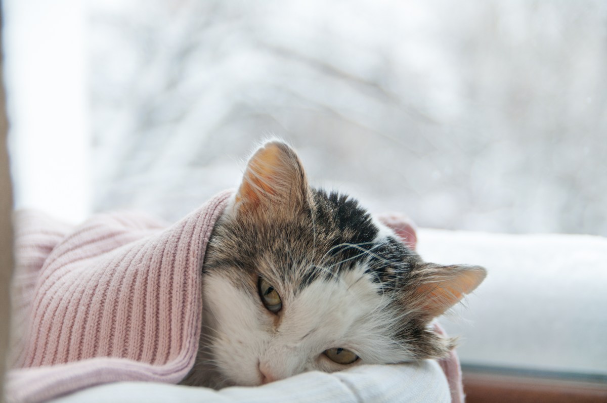 Katze mit Erkältung im Bett