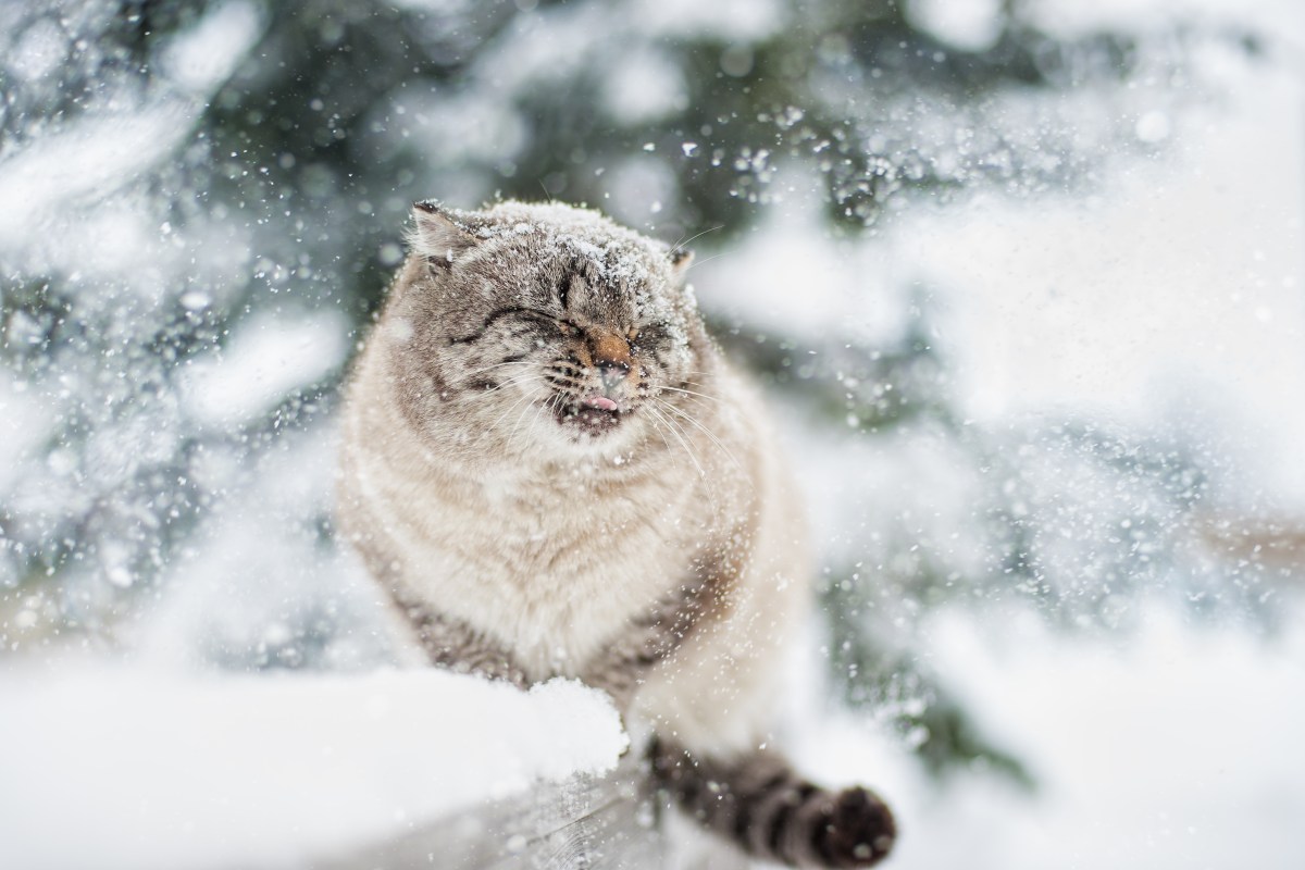 Katze frisst Schnee im Garten