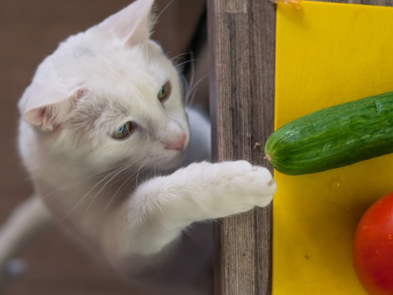 Katze vegan ernähren Gurke und Paprika
