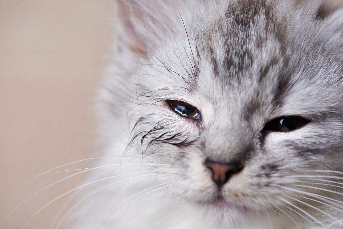 Können Katzen weinen Katze mit tränenden Augen