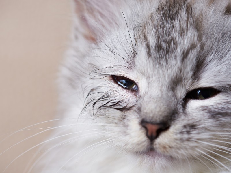 Können Katzen weinen Katze mit tränenden Augen