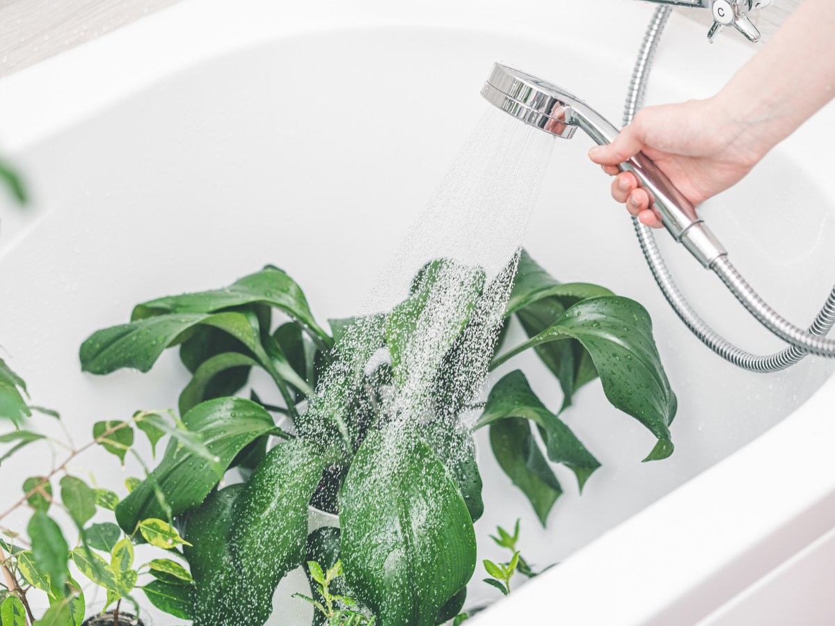 Aus diesem Grund solltest du immer Pflanzen in der Dusche haben