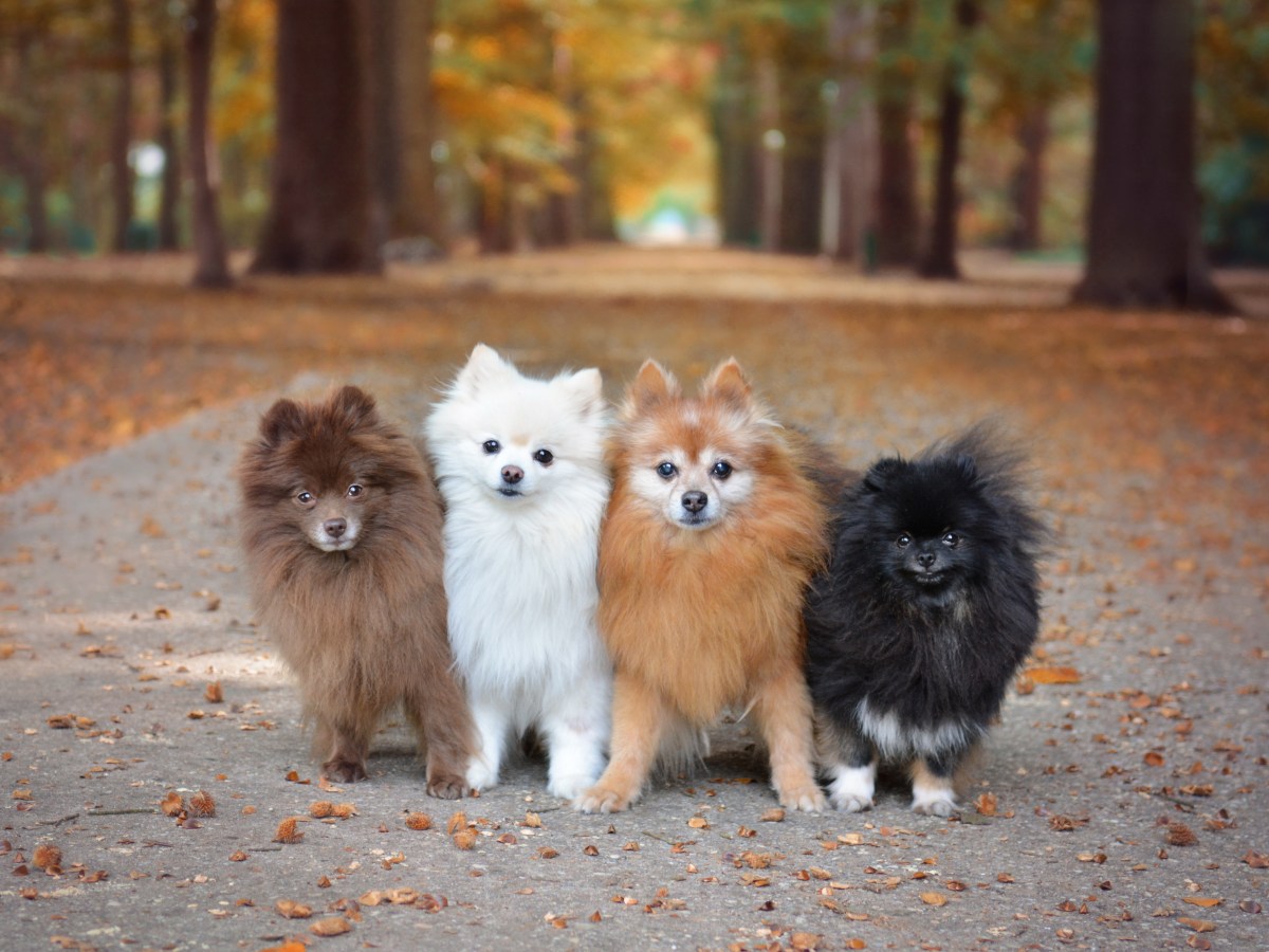 Alles, was du über Pomeranians wissen musst: Pflege, Gesundheit und Erziehung