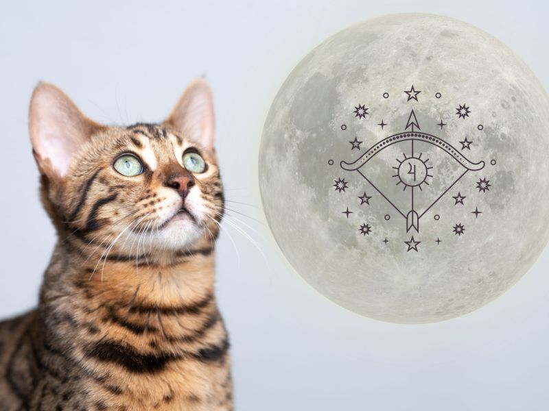 Die Bengal Katze passt zum Sternzeichen Schütze