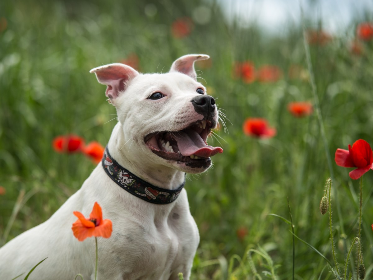 Staffordshire Bullterrier: Alles, was du über diese Hunderasse wissen musst