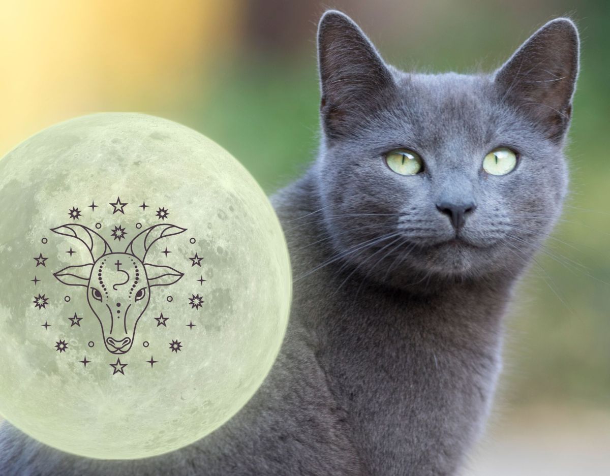 Welche Katze passt zu Sternzeichen Steinbock